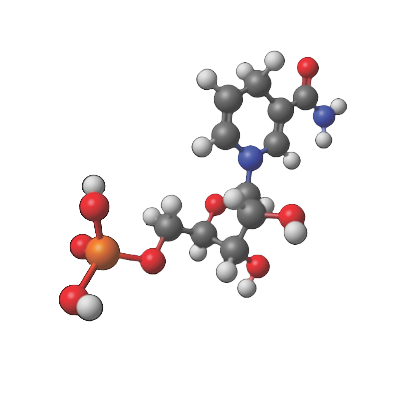 NMN (Nicotinamide Mononucléotide)