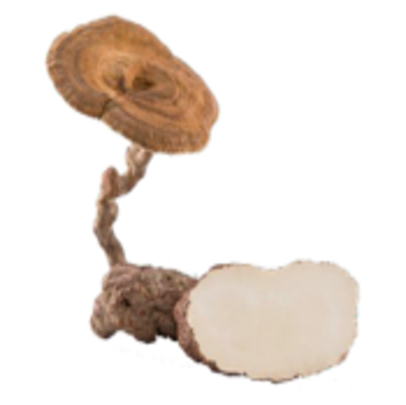 Extrait de Champignon de Lait de Tigre