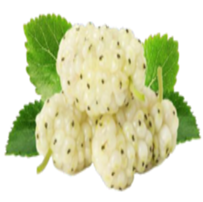 Extrait de Feuilles de Mûrier Blanc
