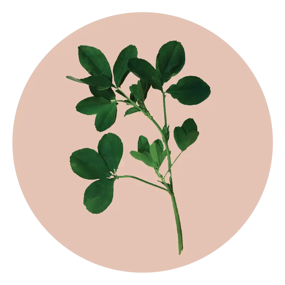 Luzerne (Alfalfa)