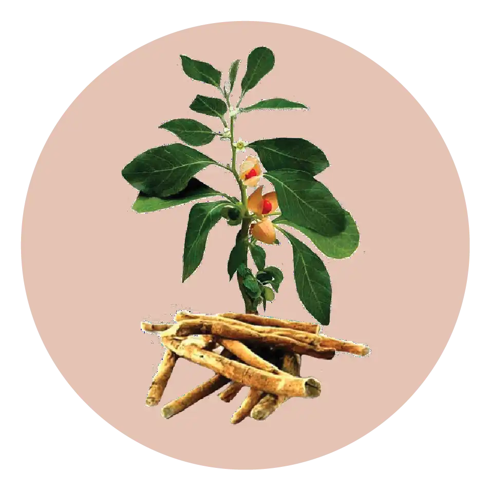 Extrait de racine d'Ashwagandha