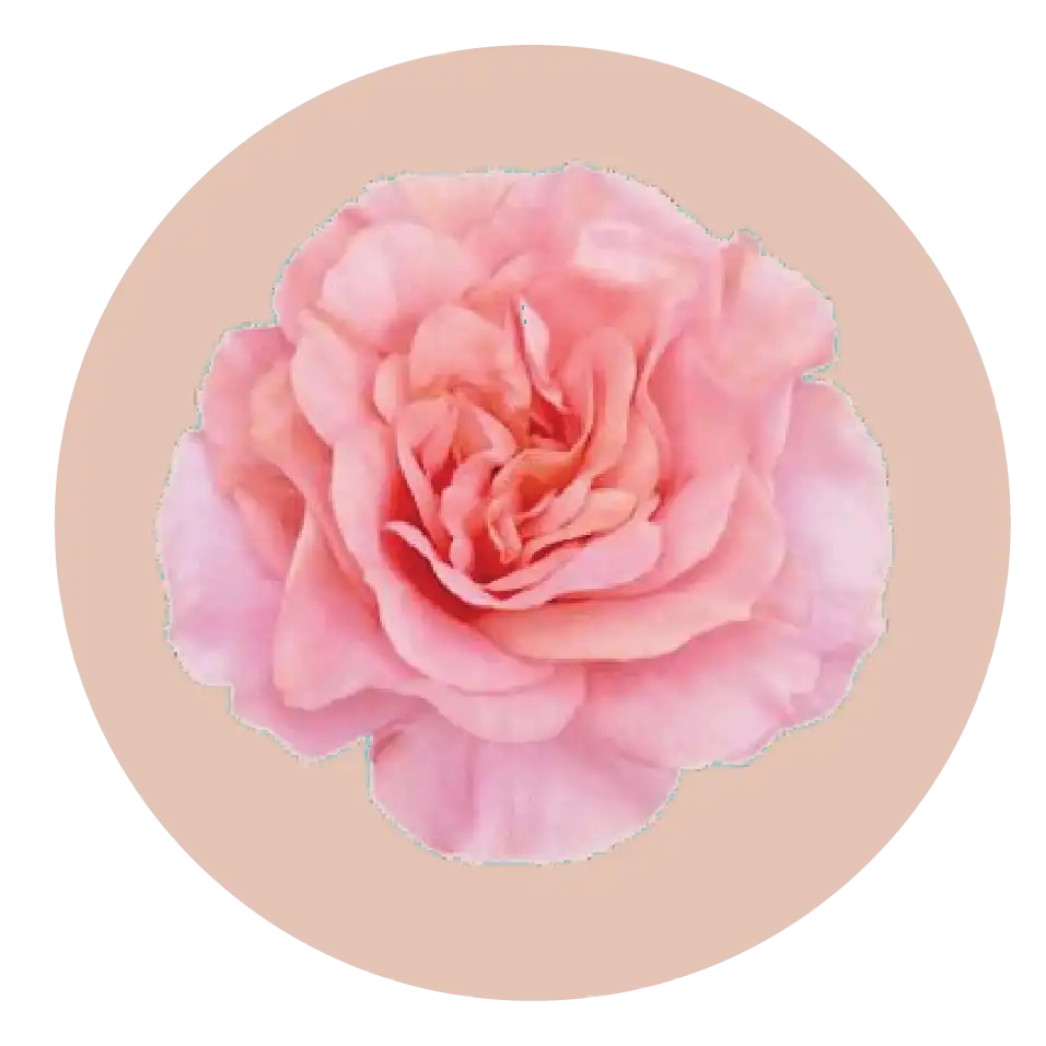 Placenta de Rose Bulgare
