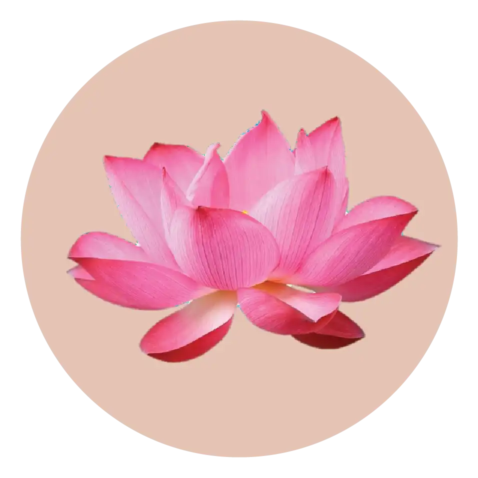 Extrait de germe de lotus