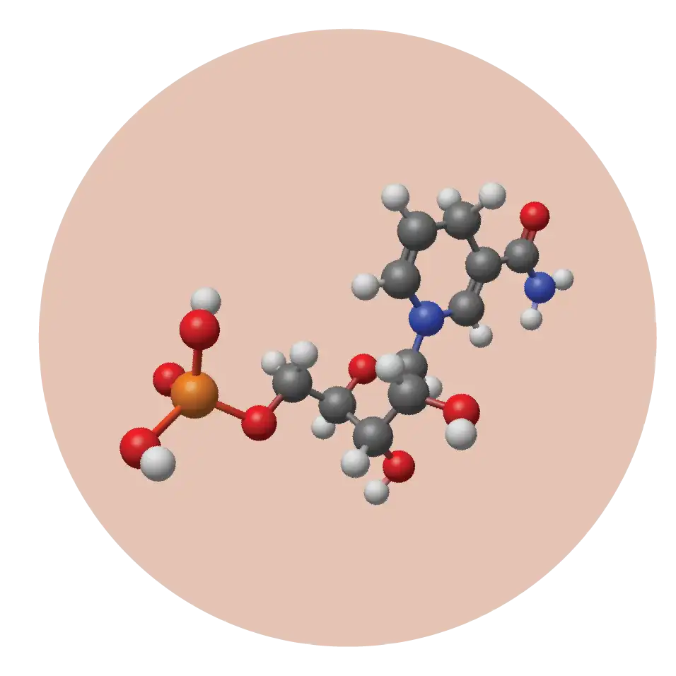 NMN (Nicotinamide Mononucléotide)