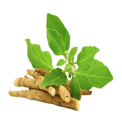 Extraits d'Ashwagandha
