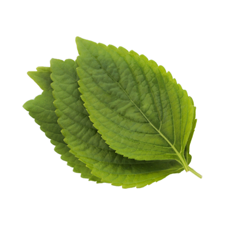 Feuille de Perilla Ocymoides